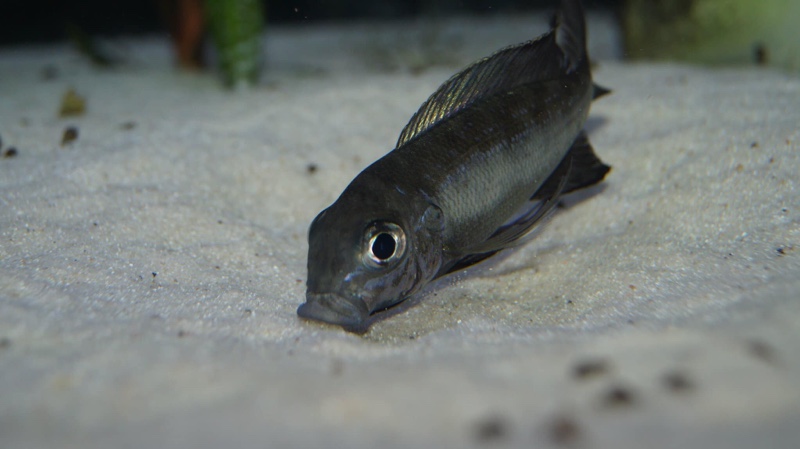 Cyathopharynx sp. 'neon streak' Kanoni